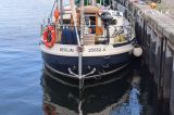  - Danish Rose 42