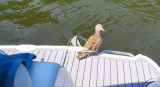 Sea Ray - Sea Ray Sundancer 275